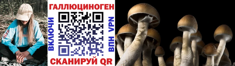 Псилоцибиновые грибы Psilocybe  Неман 